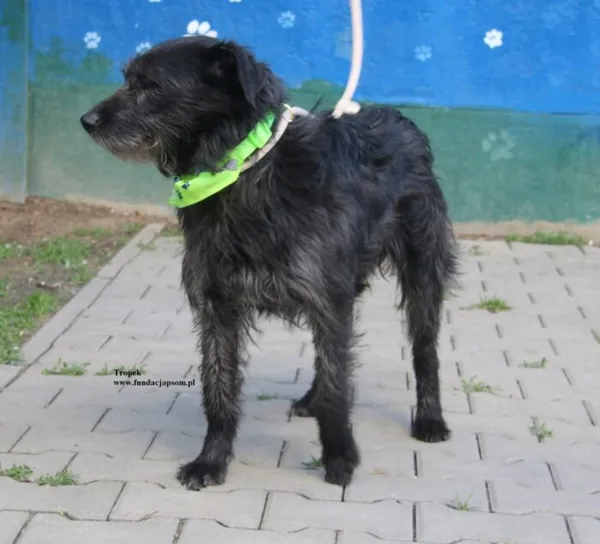 Pies do adopcji, Nowy Dwór Mazowiecki, 23 kwietnia 2026 (5/5)