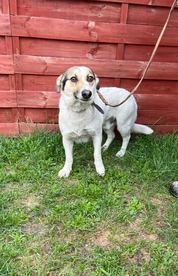 Znaleziono psa, Czartki, 23 kwietnia 2026