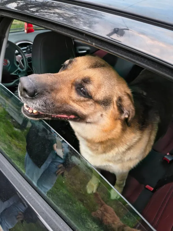 Znaleziono psa, Łódź, 23 kwietnia 2026