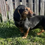 Pies do adopcji
