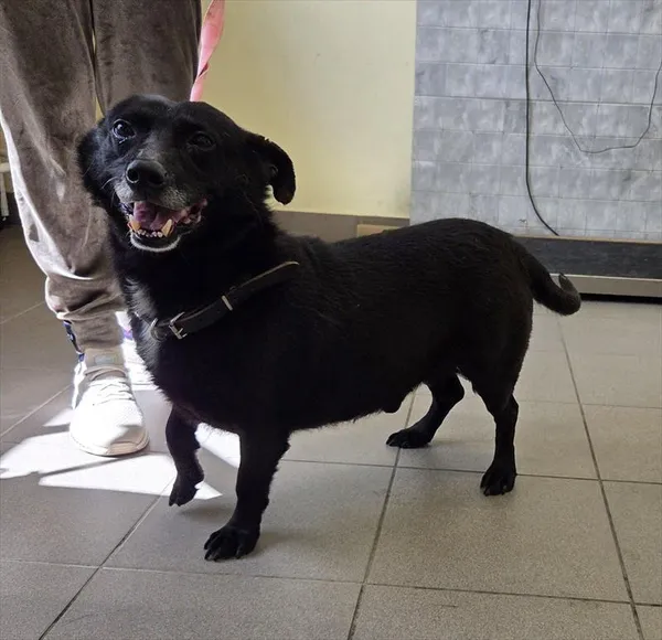 Znaleziono psa, Choszczno, 21 kwietnia 2026