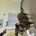 Pies do adopcji