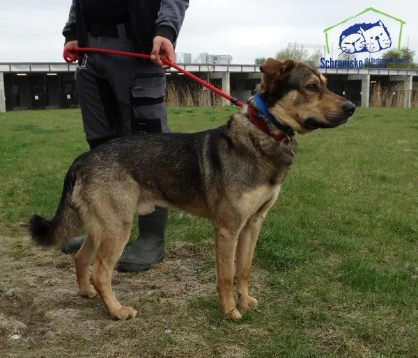 Znaleziono psa, Szczecin, 23 kwietnia 2026