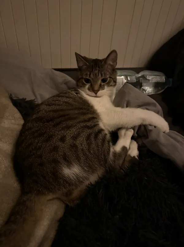 Zaginął kot, Olsztyn, Jaroty, 24 kwietnia 2026 (1/2)