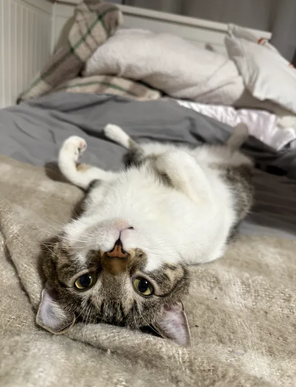 Zaginął kot, Olsztyn, Jaroty, 24 kwietnia 2026 (2/2)