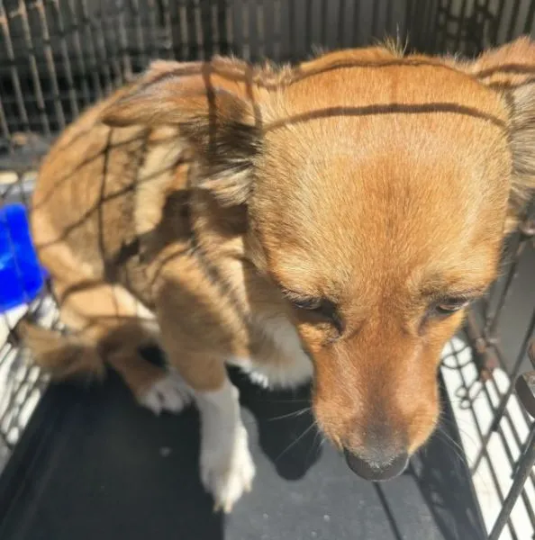 Znaleziono psa, Radom, 23 kwietnia 2026