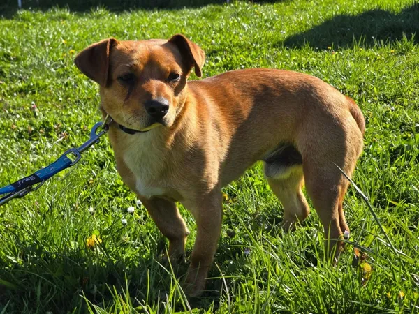 Pies do adopcji, Ropczyce, 24 kwietnia 2026