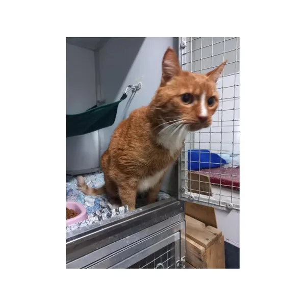 Znaleziono kota, Białystok, 23 kwietnia 2026