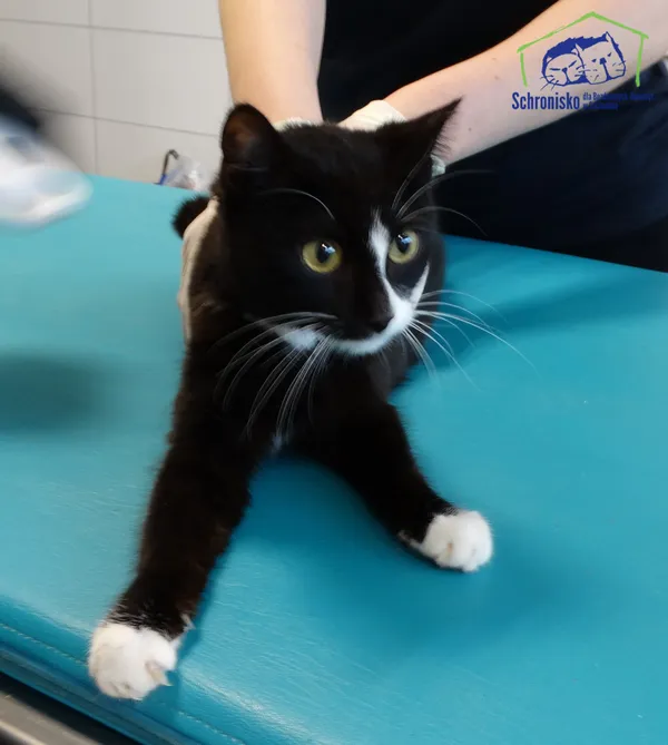 Znaleziono kota, Szczecin, 24 kwietnia 2026 (1/2)