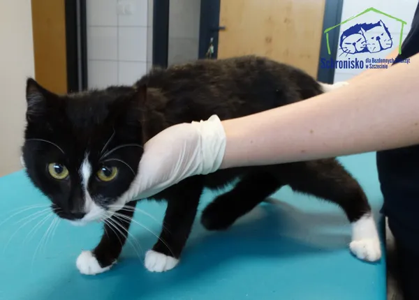 Znaleziono kota, Szczecin, 24 kwietnia 2026 (2/2)