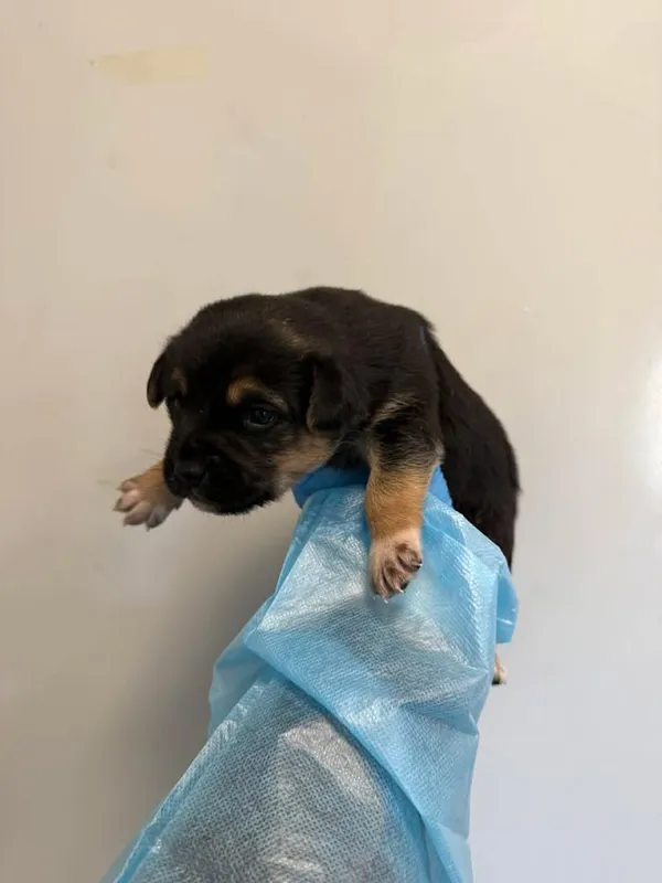 Znaleziono psa, Lublin, 23 kwietnia 2026