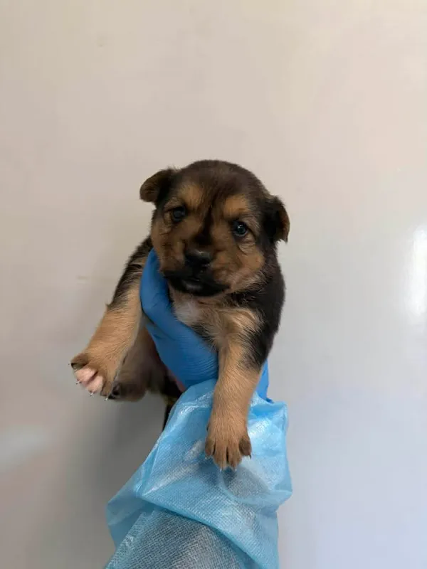 Znaleziono psa, Lublin, 23 kwietnia 2026