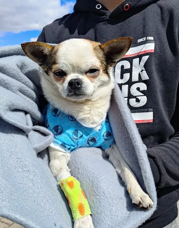 Znaleziono psa, Lublin, 24 kwietnia 2026