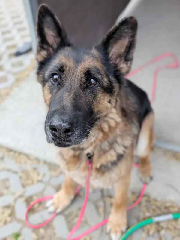 Pies do adopcji, Korabiewice, 24 kwietnia 2026