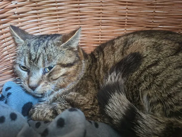 Kot do adopcji, Orzechowce, 24 kwietnia 2026