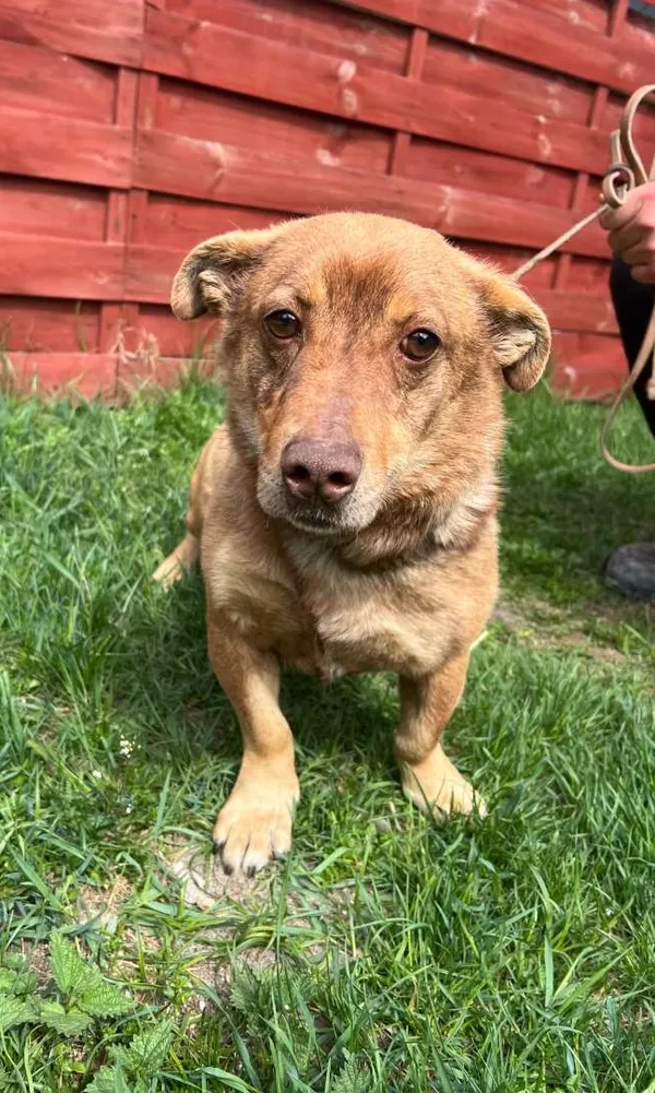 Znaleziono psa, Czartki, 24 kwietnia 2026