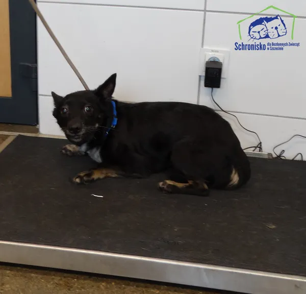 Znaleziono psa, Szczecin, 25 kwietnia 2026 (2/2)