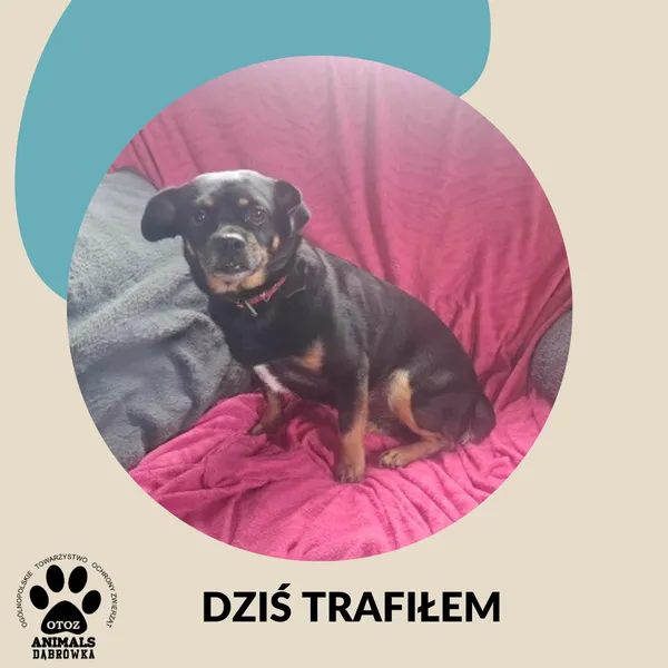 Znaleziono psa, Dąbrówka, 25 kwietnia 2026