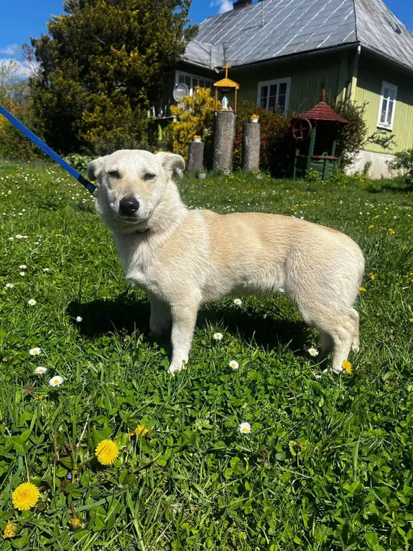 Pies do adopcji, Ropczyce, 24 kwietnia 2026