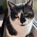Kot do adopcji