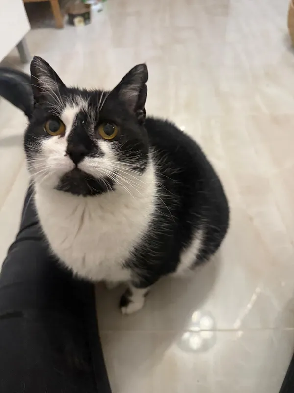 Kot do adopcji, Pionki, 25 kwietnia 2026 (4/5)