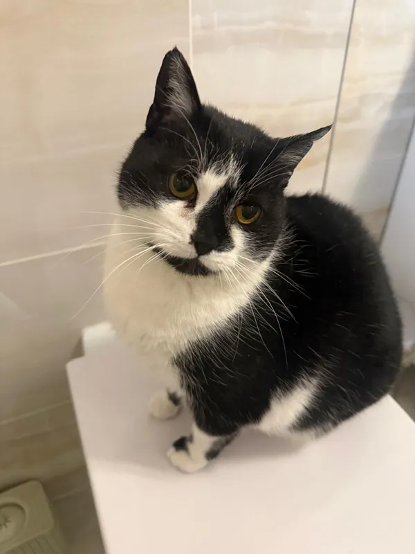 Kot do adopcji, Pionki, 25 kwietnia 2026 (5/5)