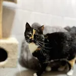 Kot do adopcji