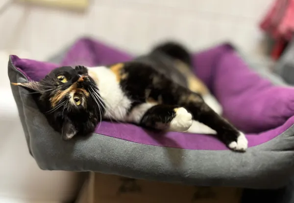 Kot do adopcji, Pionki, 25 kwietnia 2026 (3/5)