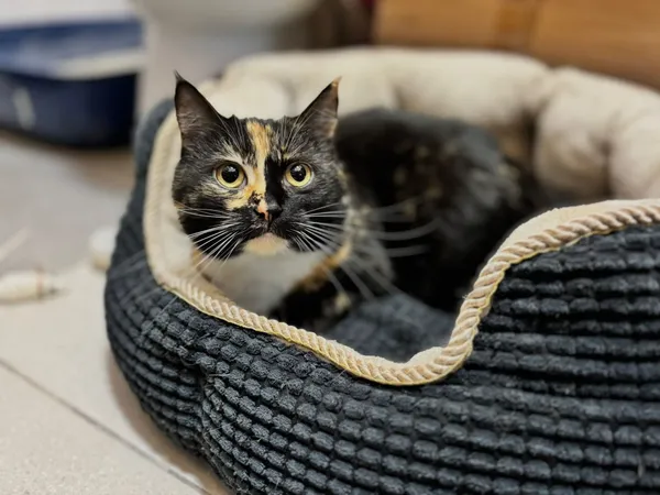 Kot do adopcji, Pionki, 25 kwietnia 2026 (5/5)