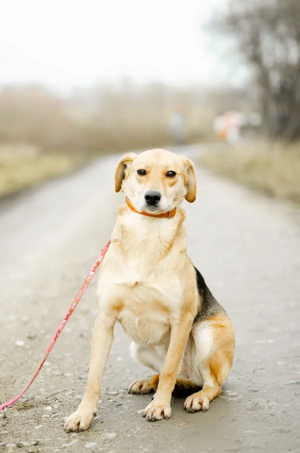 Oddam psa, Olsztyn, Podgrodzie, 26 kwietnia 2026 (3/4)