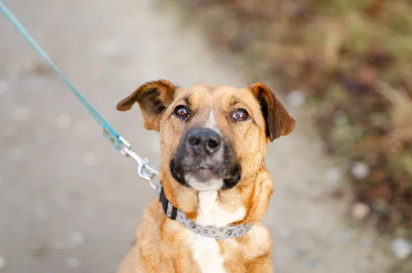 Oddam psa, Olsztyn, Osiedle Kętrzyńskiego, 26 kwietnia 2026 (1/4)