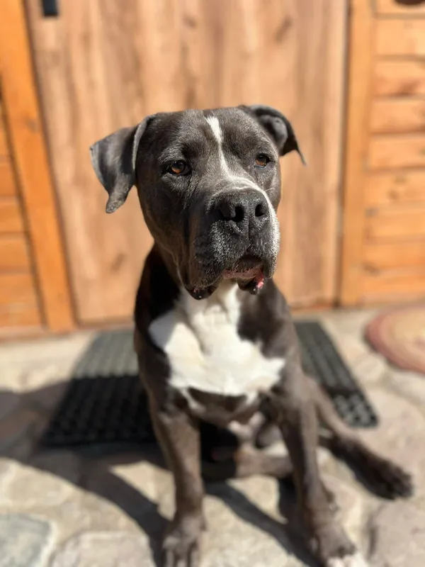 Oddam psa, Olsztyn, Pojezierze, 26 kwietnia 2026 (1/3)