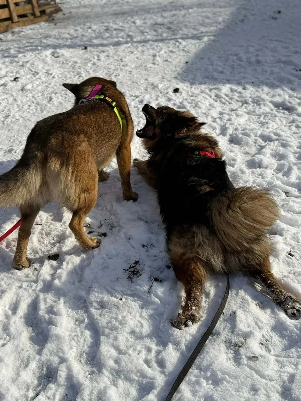 Pies do adopcji, Pionki, 25 kwietnia 2026 (2/5)