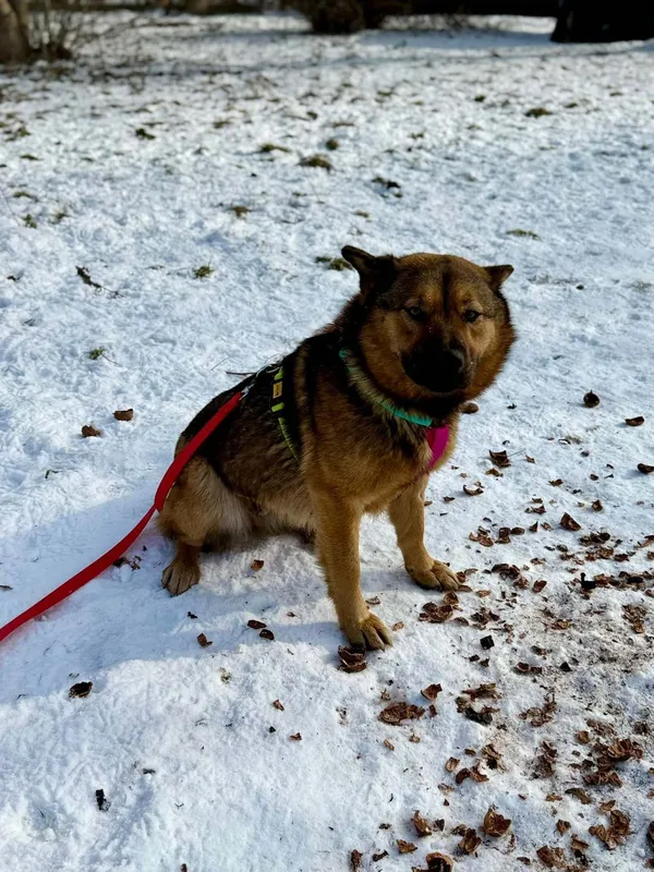 Pies do adopcji, Pionki, 25 kwietnia 2026 (3/5)