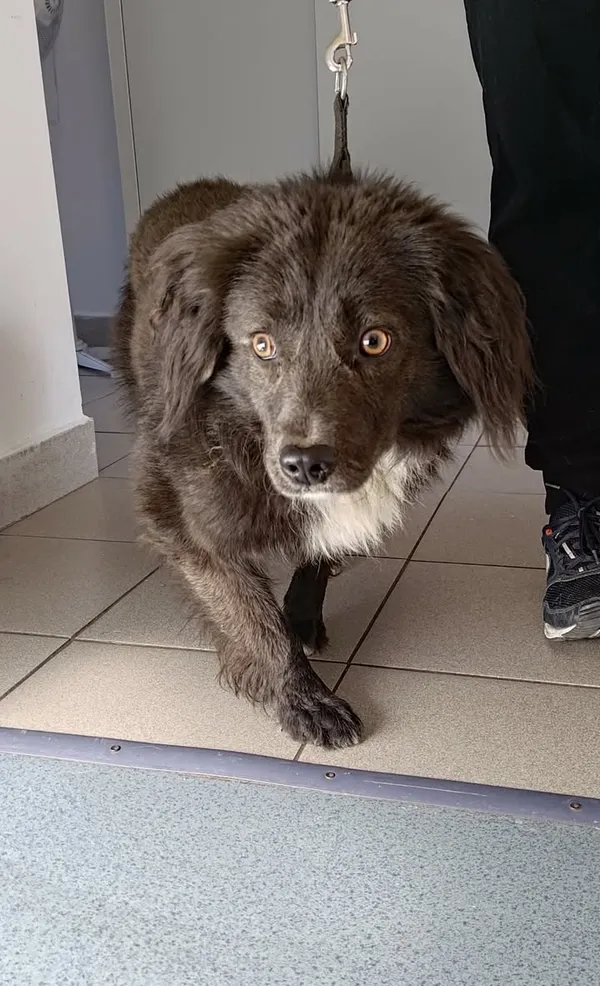 Znaleziono psa, Lublin, 26 kwietnia 2026