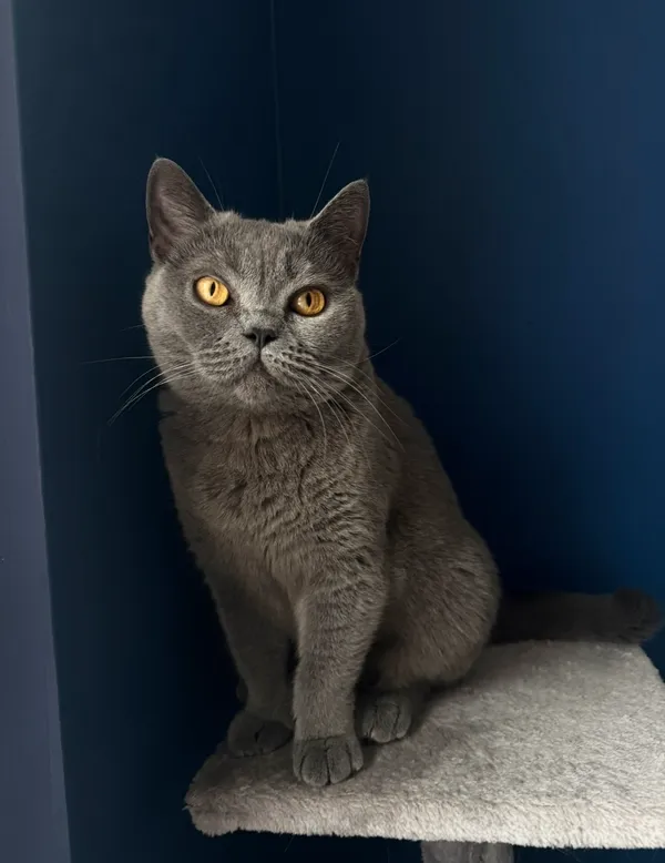 Zaginął kot, Pszczyna, 26 kwietnia 2026