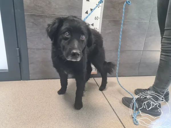 Znaleziono psa, Chełmek, 25 kwietnia 2026