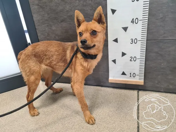 Znaleziono psa, Chełmek, 24 kwietnia 2026