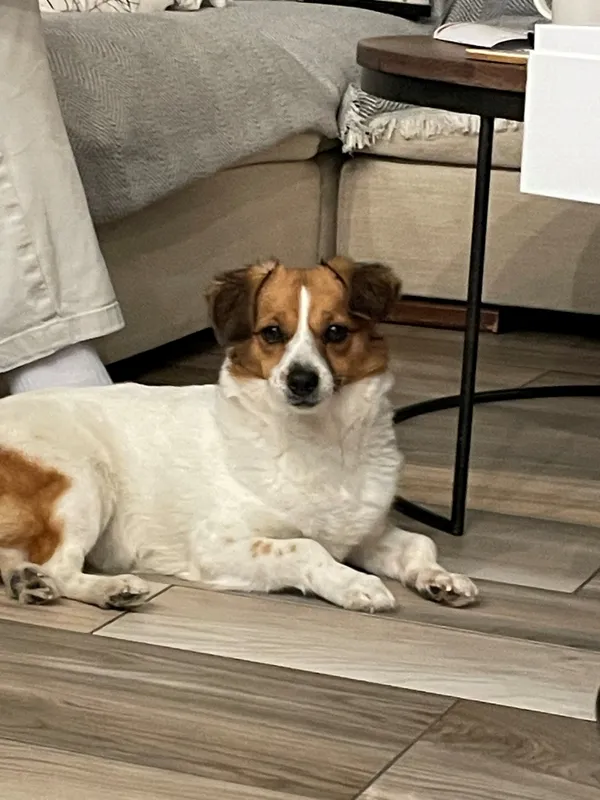 Znaleziono psa, Rębiska, 26 kwietnia 2026 (1/2)