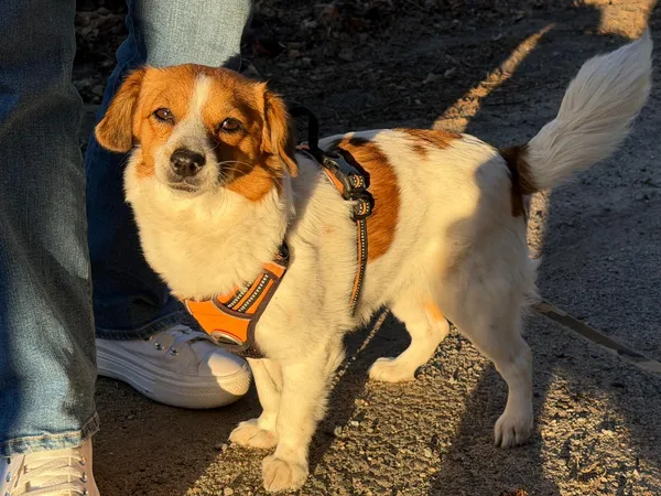 Znaleziono psa, Rębiska, 26 kwietnia 2026 (2/2)