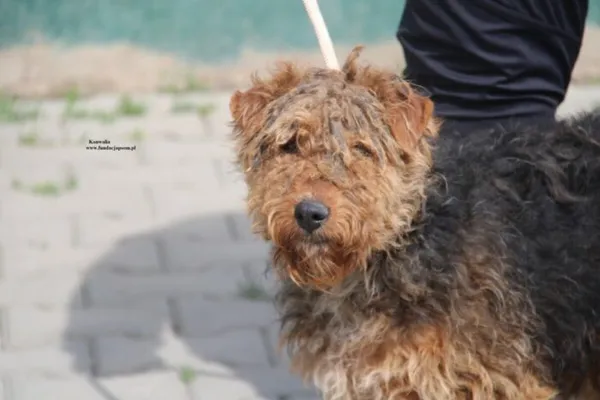 Pies do adopcji, Nowy Dwór Mazowiecki, 25 kwietnia 2026 (2/5)