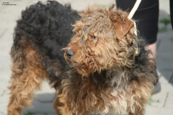 Pies do adopcji, Nowy Dwór Mazowiecki, 25 kwietnia 2026 (5/5)