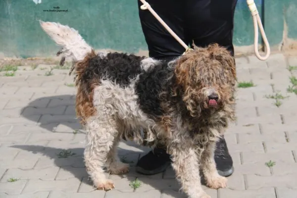 Pies do adopcji, Nowy Dwór Mazowiecki, 25 kwietnia 2026 (5/5)