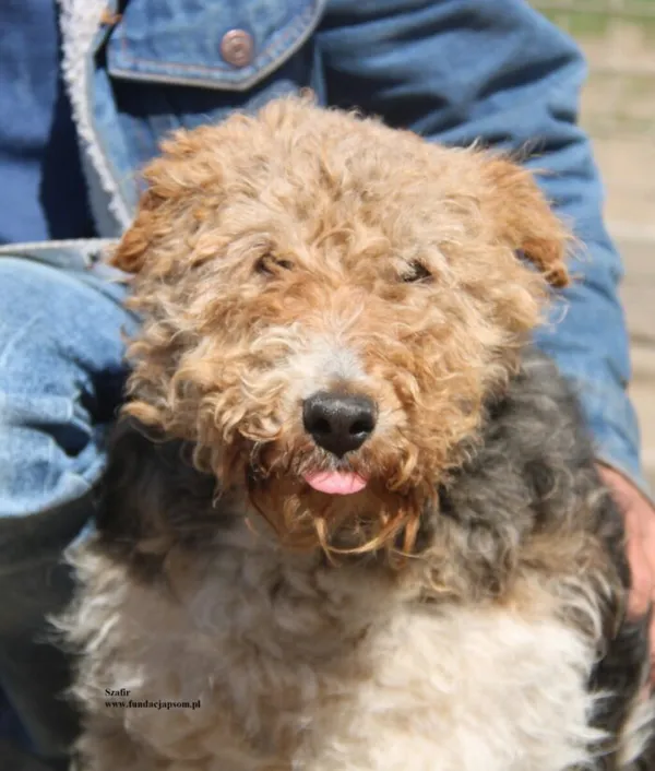 Pies do adopcji, Nowy Dwór Mazowiecki, 25 kwietnia 2026 (1/5)