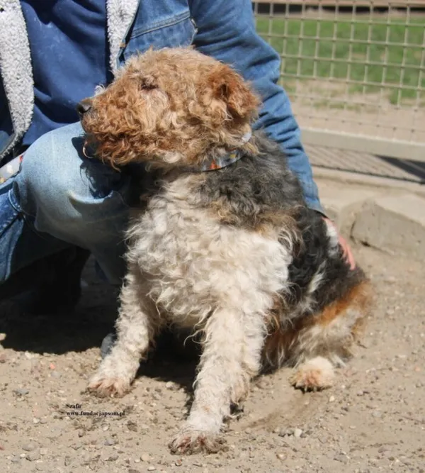 Pies do adopcji, Nowy Dwór Mazowiecki, 25 kwietnia 2026 (2/5)