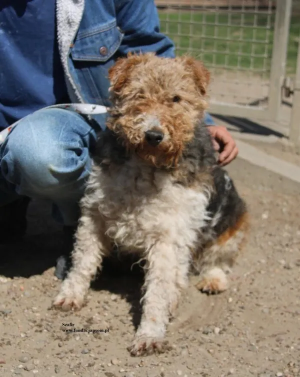 Pies do adopcji, Nowy Dwór Mazowiecki, 25 kwietnia 2026 (3/5)