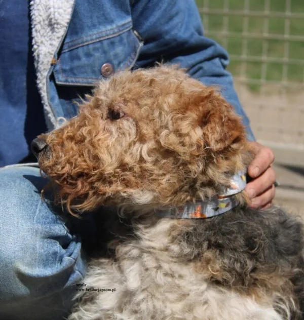 Pies do adopcji, Nowy Dwór Mazowiecki, 25 kwietnia 2026 (4/5)