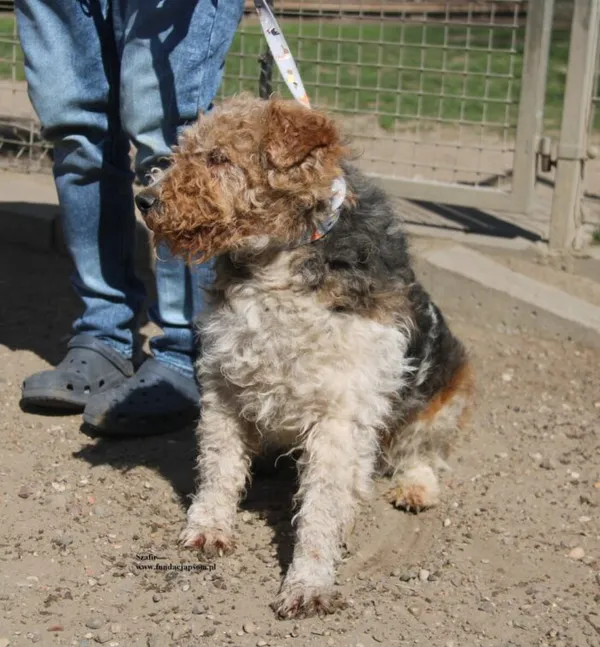 Pies do adopcji, Nowy Dwór Mazowiecki, 25 kwietnia 2026 (5/5)