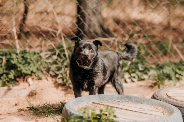 Pies do adopcji, Czartki, 22 kwietnia 2026 (1/5)