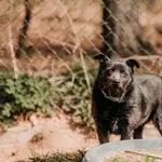 Pies do adopcji